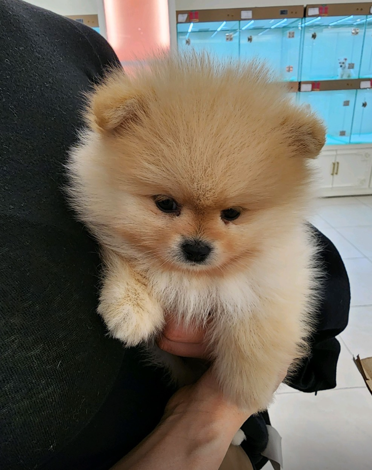 카이 보호자_상세페이지_1