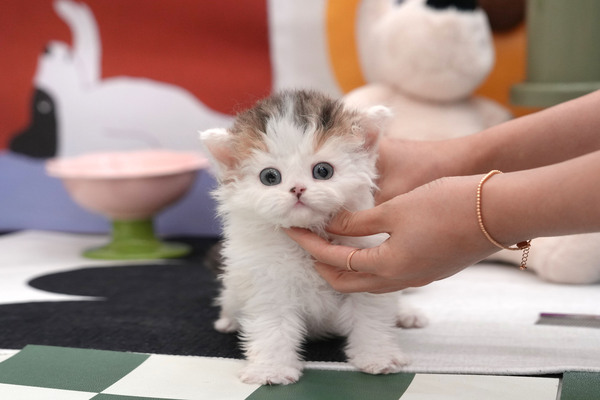 셀커_75_여_멧골냥이(20).jpg
