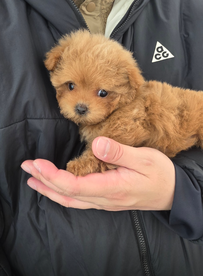 초코 보호자_상세페이지_1
