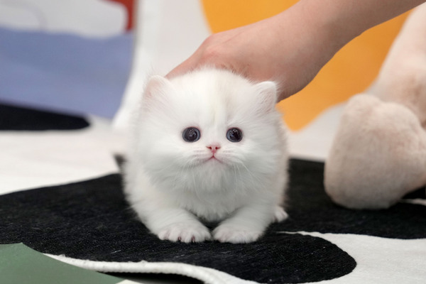 페르시안_25_여_힐링캐터리(5).jpg