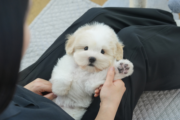 꼬숑_여아_골든티스_630123.jpg