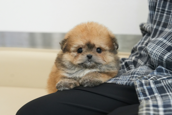 폼숑_여아_영진켄넬_210737.jpg