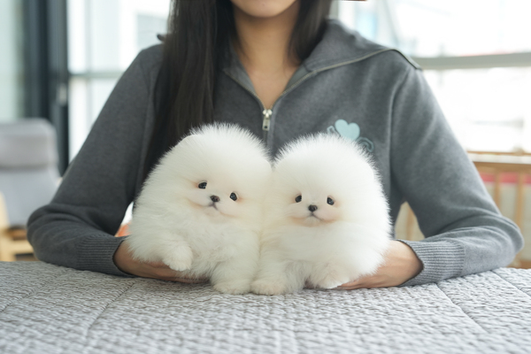 포메_남아2_셀리네_270238왼_270138오 복사 30.jpg