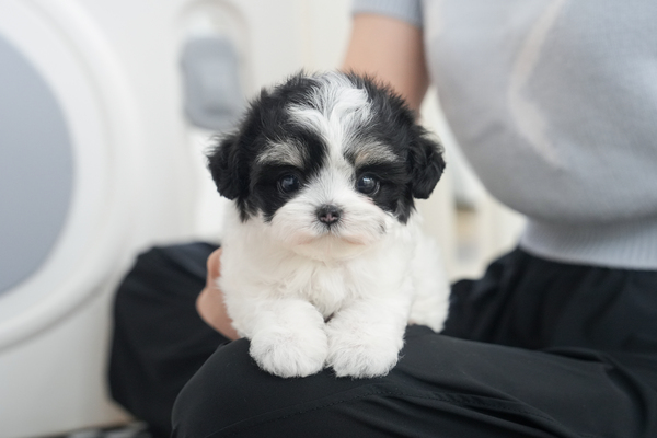 말티푸_여아_도담도담켄넬_140111 복사.jpg