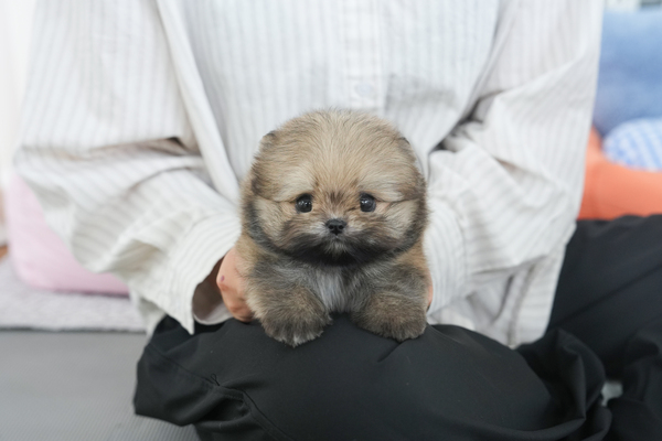 말티폼_남아_pd네_710227 복사 35.jpg