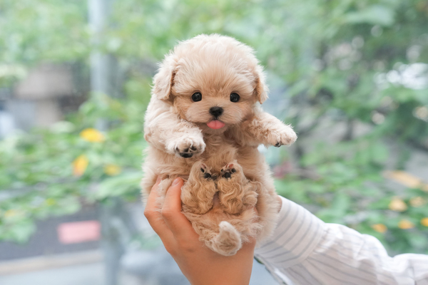 말티푸_님이_업&도그_750515 복사.jpg