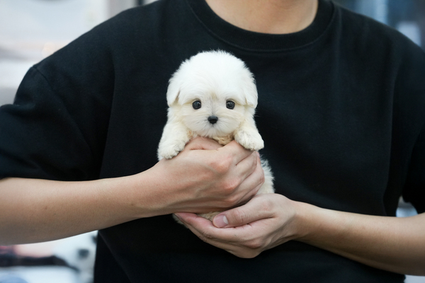 말티푸_남아_임국환_121312 복사.jpg