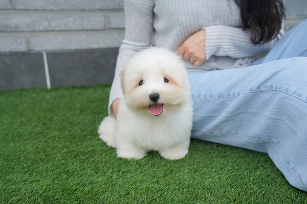 꼬똥_남아_오드리_ 저나.jpg