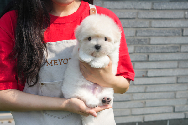 꼬숑_남아_수아_171067 복사 35.jpg