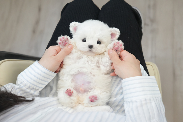 미니비숑_남아_아랑이네_290215 복사.jpg
