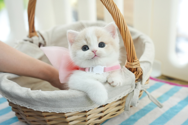 브숏_남아_힐링캐터리_440619 복사.jpg