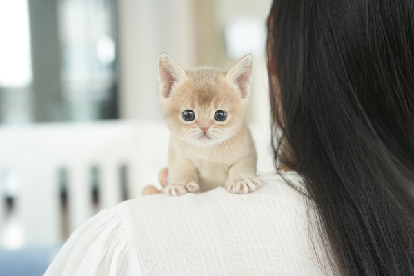 아비시니안_여아_예삐캣_050318 복사 15.jpg