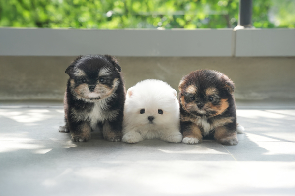 DSC01239 복사.jpg
