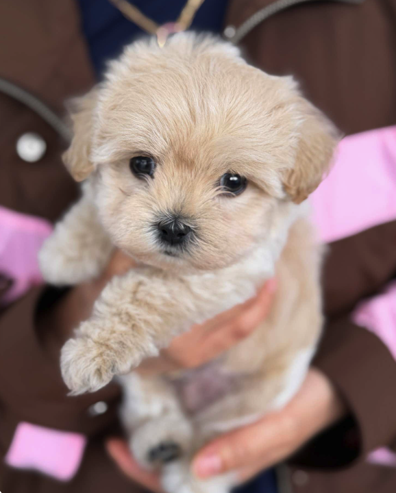 네이버실제리뷰_상세페이지_1