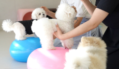 미유펫수원_메뉴_2_4_on