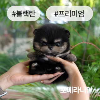 미유펫서울_분양정보_섹션1_3