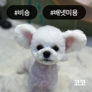 미유펫서울_미용실_섹션1_1
