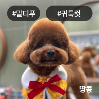 미유펫서울_미용실_섹션1_3