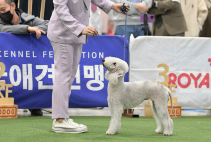 미유펫서울_미용실_섹션2_4